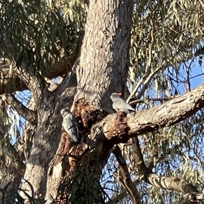 Callocephalon fimbriatum (Gang-gang Cockatoo) at Hackett, ACT - 23 Feb 2023 by Louisab