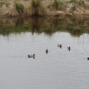 Chenonetta jubata at Paddys River, ACT - 23 Feb 2023 12:08 PM