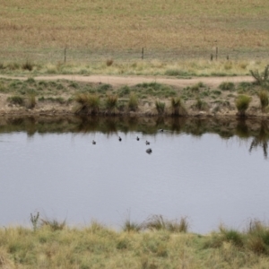 Chenonetta jubata at Paddys River, ACT - 23 Feb 2023 12:08 PM