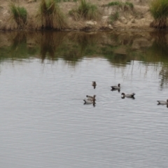 Chenonetta jubata at Paddys River, ACT - 23 Feb 2023 12:08 PM