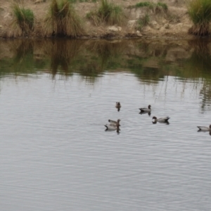 Chenonetta jubata at Paddys River, ACT - 23 Feb 2023