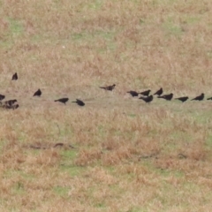 Corcorax melanorhamphos (White-winged Chough) at Paddys River, ACT - 23 Feb 2023 by RodDeb