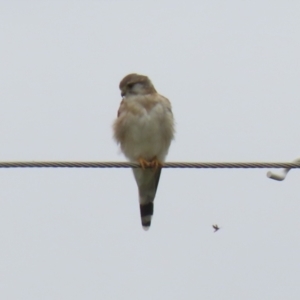 Falco cenchroides at Paddys River, ACT - 23 Feb 2023