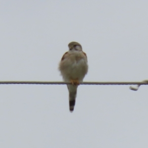 Falco cenchroides at Paddys River, ACT - 23 Feb 2023