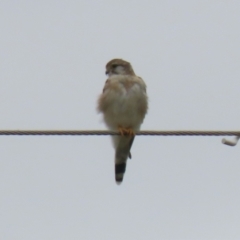 Falco cenchroides at Paddys River, ACT - 23 Feb 2023