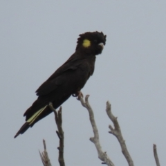 Zanda funerea (Yellow-tailed Black-Cockatoo) at Paddys River, ACT - 23 Feb 2023 by RodDeb
