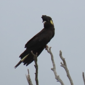 Zanda funerea at Paddys River, ACT - 23 Feb 2023