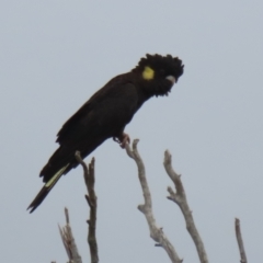 Zanda funerea at Paddys River, ACT - 23 Feb 2023