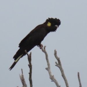 Zanda funerea at Paddys River, ACT - 23 Feb 2023