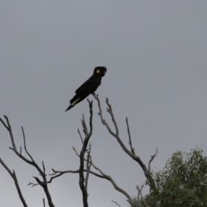 Zanda funerea at Paddys River, ACT - 23 Feb 2023