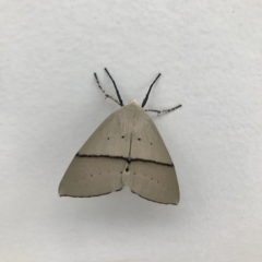 Gastrophora henricaria (Fallen-bark Looper, Beautiful Leaf Moth) at Watson, ACT - 21 Feb 2023 by MMV