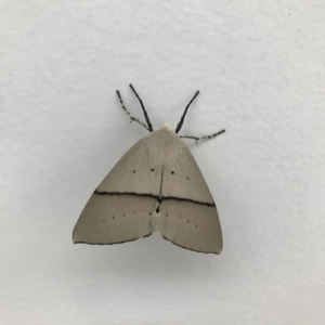 Gastrophora henricaria at Watson, ACT - 21 Feb 2023