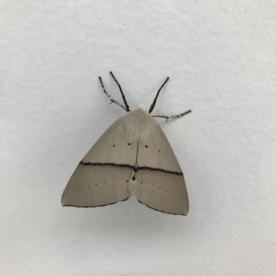 Gastrophora henricaria (Fallen-bark Looper, Beautiful Leaf Moth) at Watson, ACT - 21 Feb 2023 by MMV