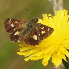 Dispar compacta (Barred Skipper) at Tidbinbilla Nature Reserve - 23 Feb 2023 by JohnBundock