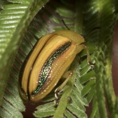 Calomela juncta (Leaf beetle) at Belconnen, ACT - 22 Feb 2023 by AlisonMilton