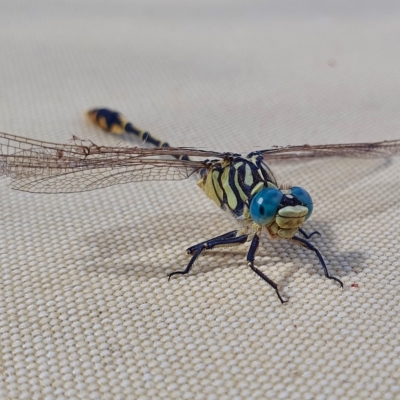 Austrogomphus australis (Inland Hunter) at Yass River, NSW - 23 Feb 2023 by SenexRugosus