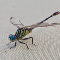 Austrogomphus australis at Yass River, NSW - 23 Feb 2023 04:01 PM