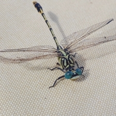 Austrogomphus australis at Yass River, NSW - 23 Feb 2023