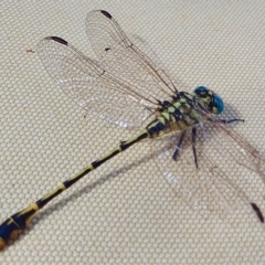 Austrogomphus australis at Yass River, NSW - 23 Feb 2023 04:01 PM