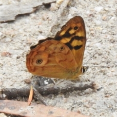 Heteronympha paradelpha (Spotted Brown) at Paddys River, ACT - 23 Feb 2023 by JohnBundock