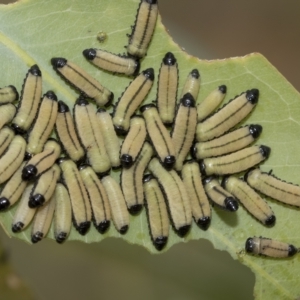 Paropsisterna cloelia at Belconnen, ACT - 23 Feb 2023