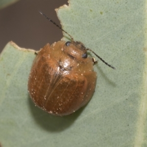 Paropsisterna cloelia at Belconnen, ACT - 23 Feb 2023