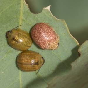 Paropsisterna cloelia at Belconnen, ACT - 23 Feb 2023