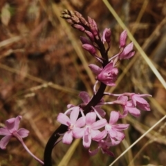 Dipodium roseum (Rosy Hyacinth Orchid) at Tidbinbilla Nature Reserve - 23 Feb 2023 by JohnBundock