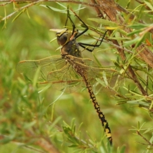 Anax papuensis at Paddys River, ACT - 23 Feb 2023