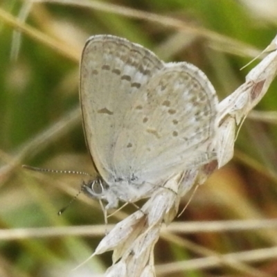 Zizina otis (Common Grass-Blue) at Paddys River, ACT - 23 Feb 2023 by JohnBundock