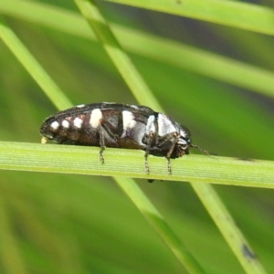 Diphucrania duodecimmaculata at Acton, ACT - 23 Feb 2023