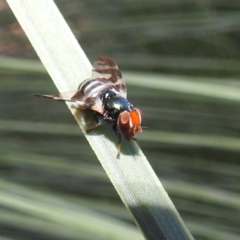 Lenophila achilles (Spider mimicking signal fly) at ANBG - 23 Feb 2023 by HelenCross