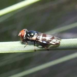 Lenophila achilles at Acton, ACT - 23 Feb 2023