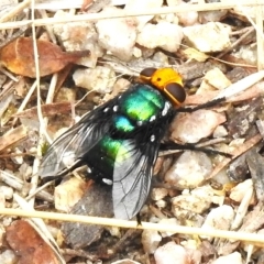 Rutilia (Ameniamima) argentifera (A Bristle fly) at Birrigai - 23 Feb 2023 by JohnBundock