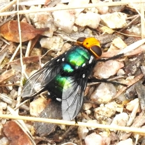 Rutilia (Ameniamima) argentifera at Paddys River, ACT - 23 Feb 2023