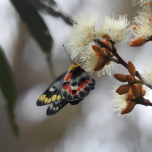 Delias harpalyce at Acton, ACT - 23 Feb 2023