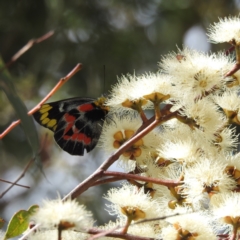 Delias harpalyce at Acton, ACT - 23 Feb 2023 03:20 PM