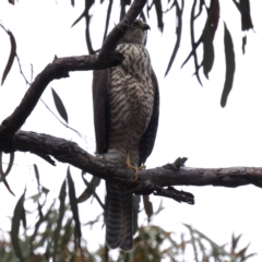 Accipiter cirrocephalus (Collared Sparrowhawk) at ANBG - 23 Feb 2023 by HelenCross