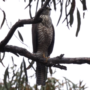 Tachyspiza cirrocephala at Acton, ACT - 23 Feb 2023