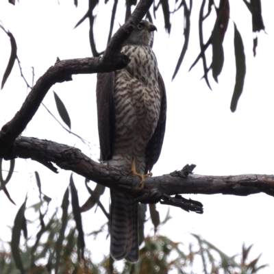 Accipiter cirrocephalus (Collared Sparrowhawk) at Acton, ACT - 23 Feb 2023 by HelenCross
