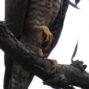 Accipiter cirrocephalus at Acton, ACT - 23 Feb 2023