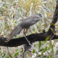 Accipiter cirrocephalus at Acton, ACT - 23 Feb 2023