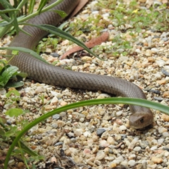Pseudonaja textilis (Eastern Brown Snake) at Acton, ACT - 23 Feb 2023 by HelenCross
