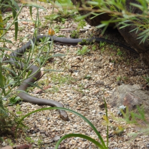 Pseudonaja textilis at Acton, ACT - 23 Feb 2023