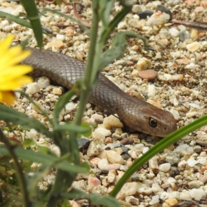 Pseudonaja textilis at Acton, ACT - 23 Feb 2023 02:09 PM