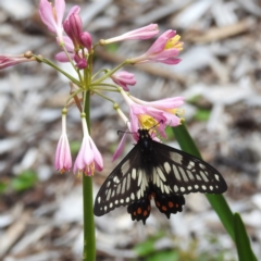 Papilio anactus (Dainty Swallowtail) at Acton, ACT - 23 Feb 2023 by HelenCross