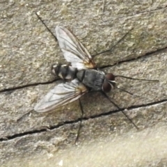 Prosena sp. (genus) (A bristle fly) at Paddys River, ACT - 23 Feb 2023 by JohnBundock