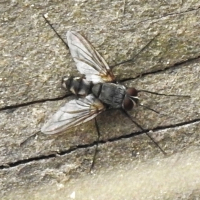 Prosena sp. (genus) (A bristle fly) at Birrigai - 23 Feb 2023 by JohnBundock