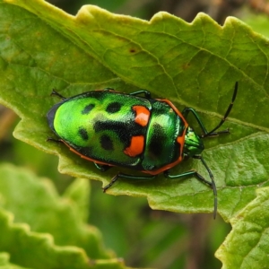 Scutiphora pedicellata at Acton, ACT - 23 Feb 2023