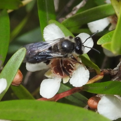 Leioproctus sp. (genus) (Plaster bee) at Acton, ACT - 23 Feb 2023 by HelenCross